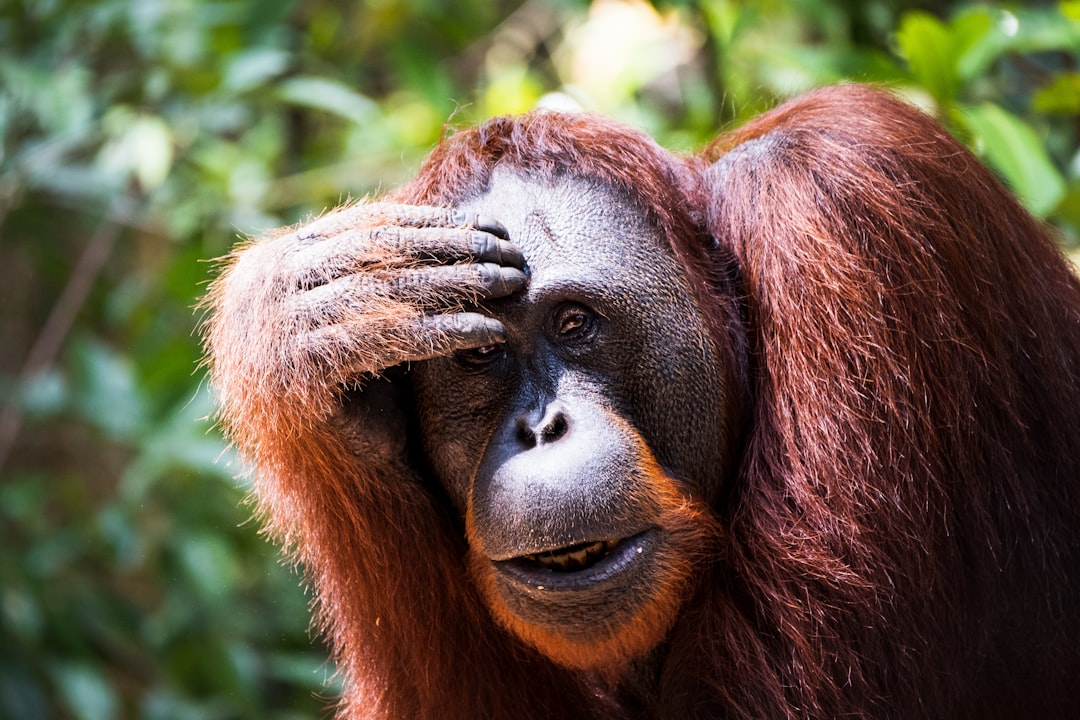 Hebben orang-oetans emoties?
