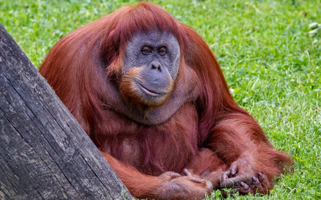 Hoe herkent een orang-oetan familieleden?