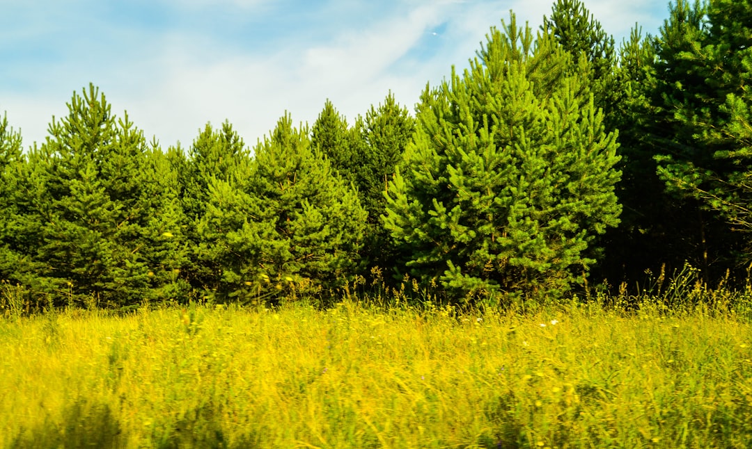 Wat is boscertificering?