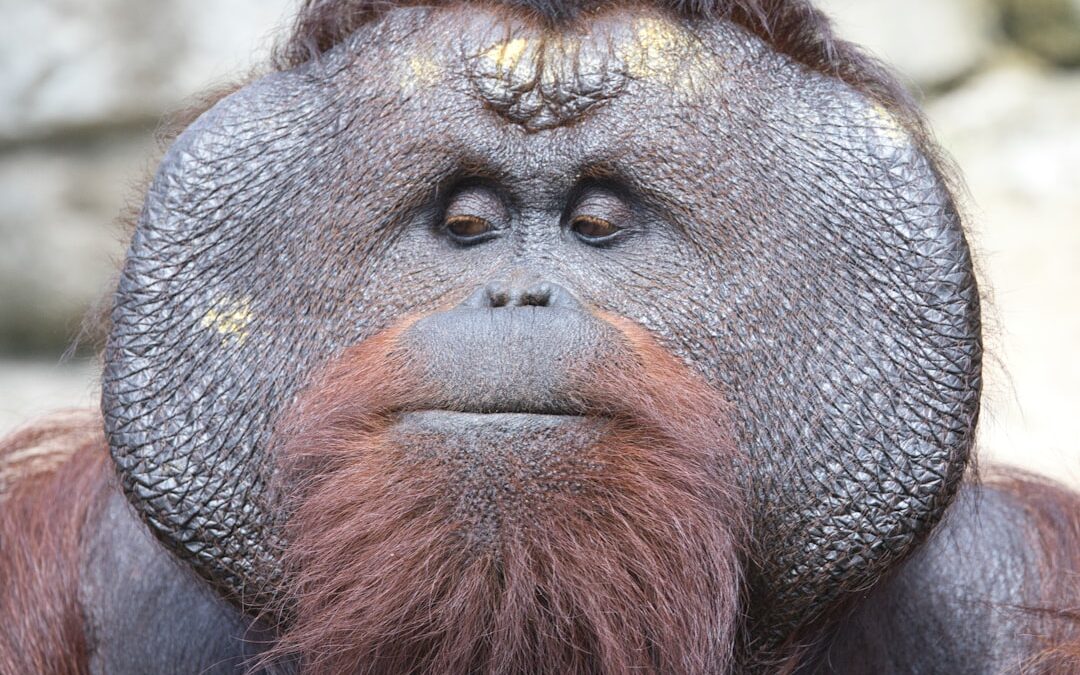 Zijn er legendes over orang-oetans?