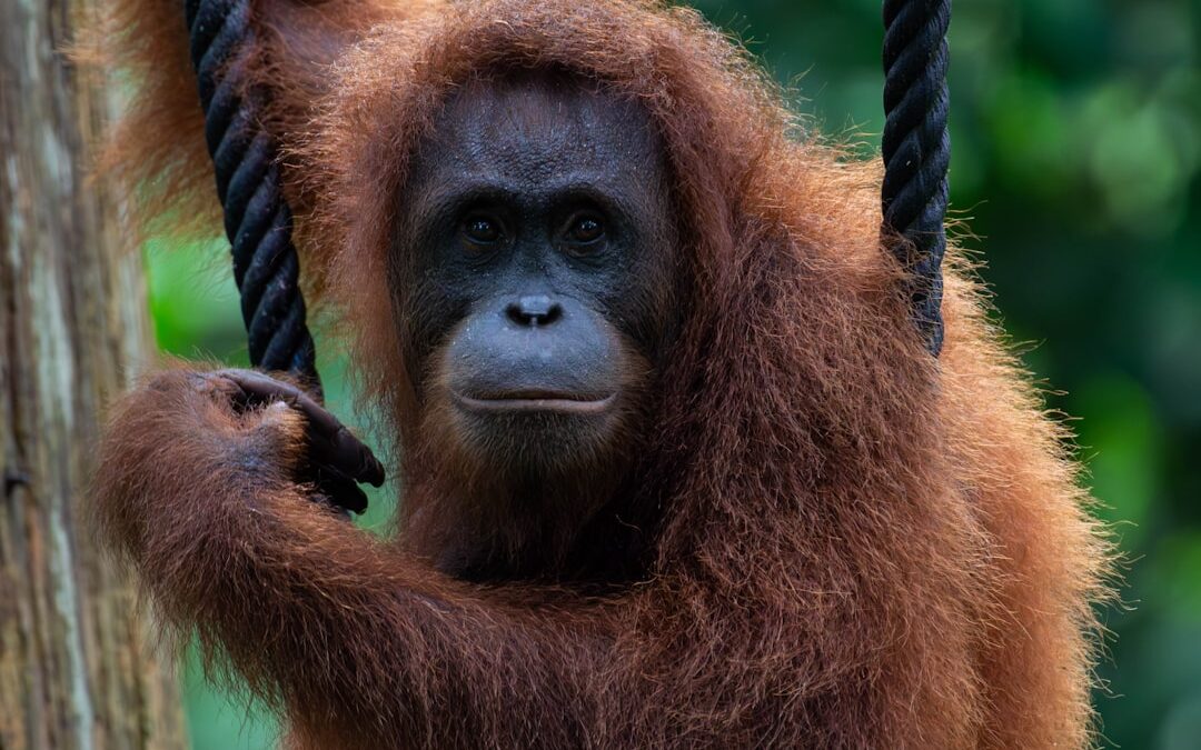 Hoe wordt een orang-oetan ouder?