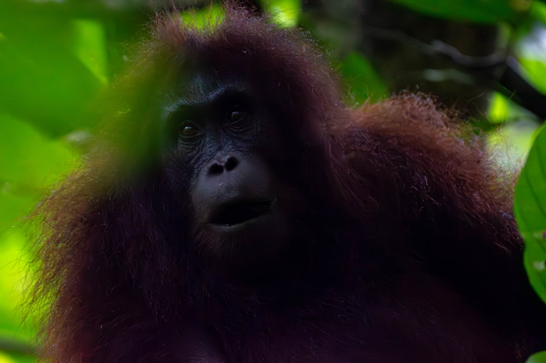 Wat zegt Jungle Book over orang-oetans?