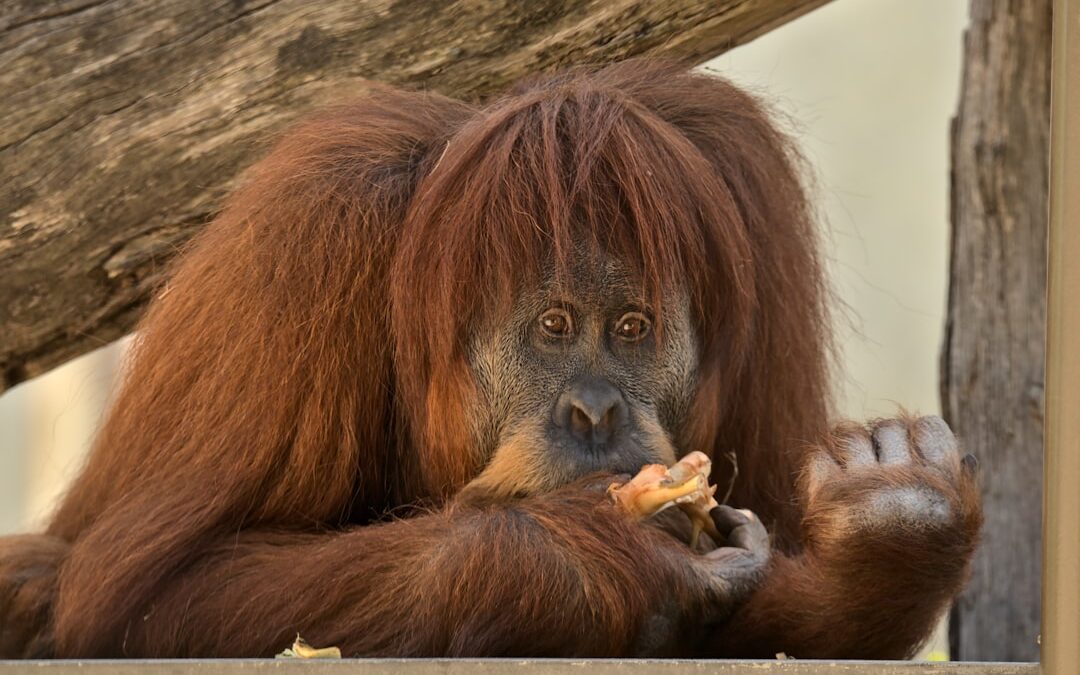 Heeft een orang-oetan een favoriet voedsel?