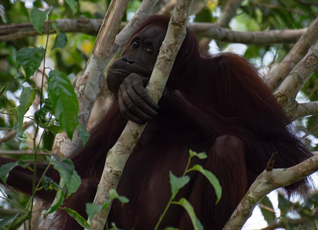 Wat is een typische eigenschap van de orang-oetan? Wat is een typische eigenschap van de orang-oetan?