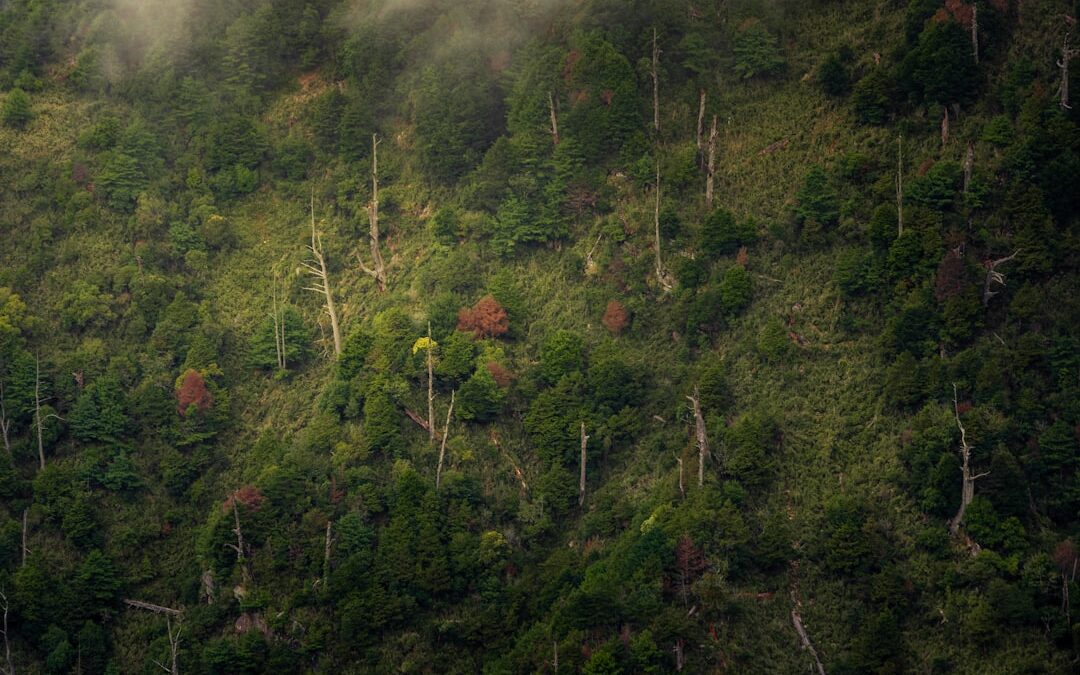 Wat zijn de gevolgen van ontbossing wereldwijd?