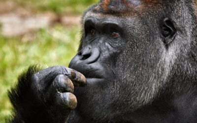 Hoe wordt gedrag aangeleerd bij orang-oetans?