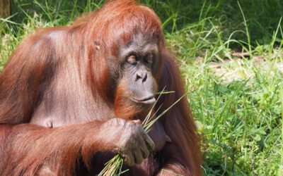 Hoe lang kan een orang-oetan zonder eten?