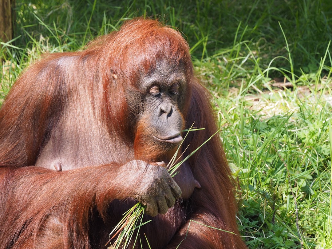 Hoe lang kan een orang-oetan zonder eten? Hoe lang kan een orang-oetan zonder eten?