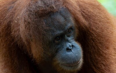 Begrijpen orang-oetans oorzaak en gevolg?