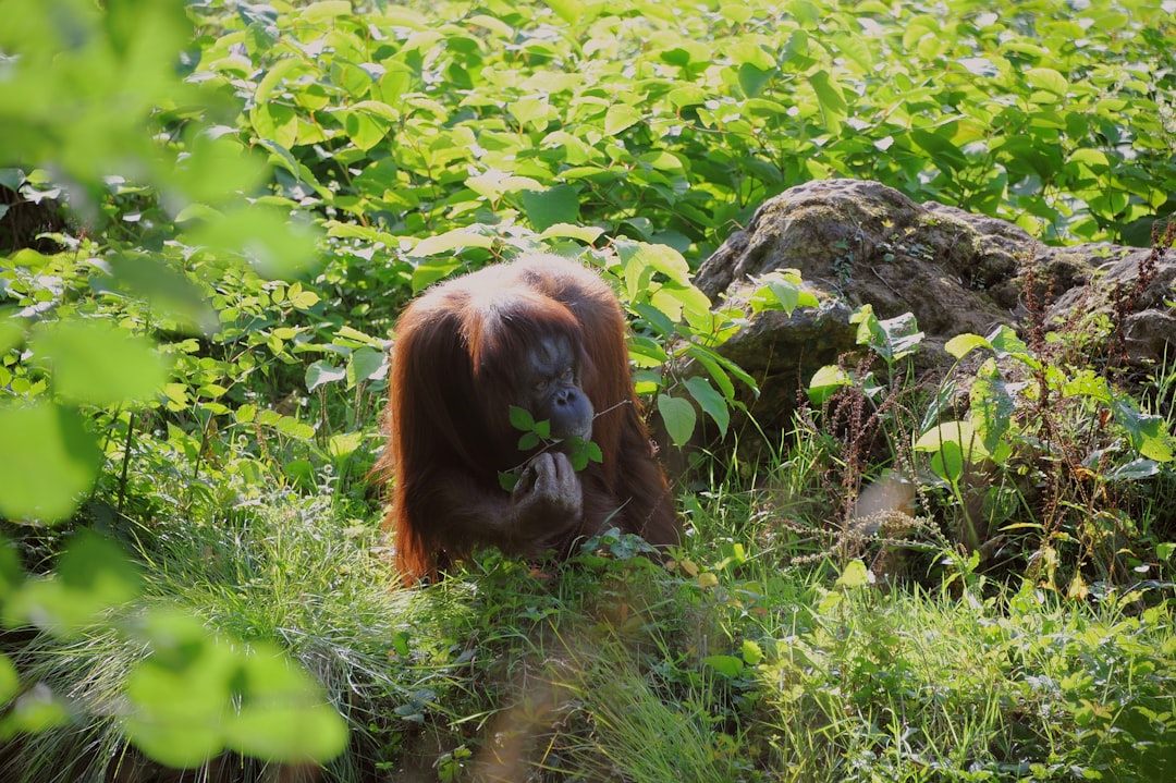 Wat gebeurt er als de orang-oetan verdwijnt?
