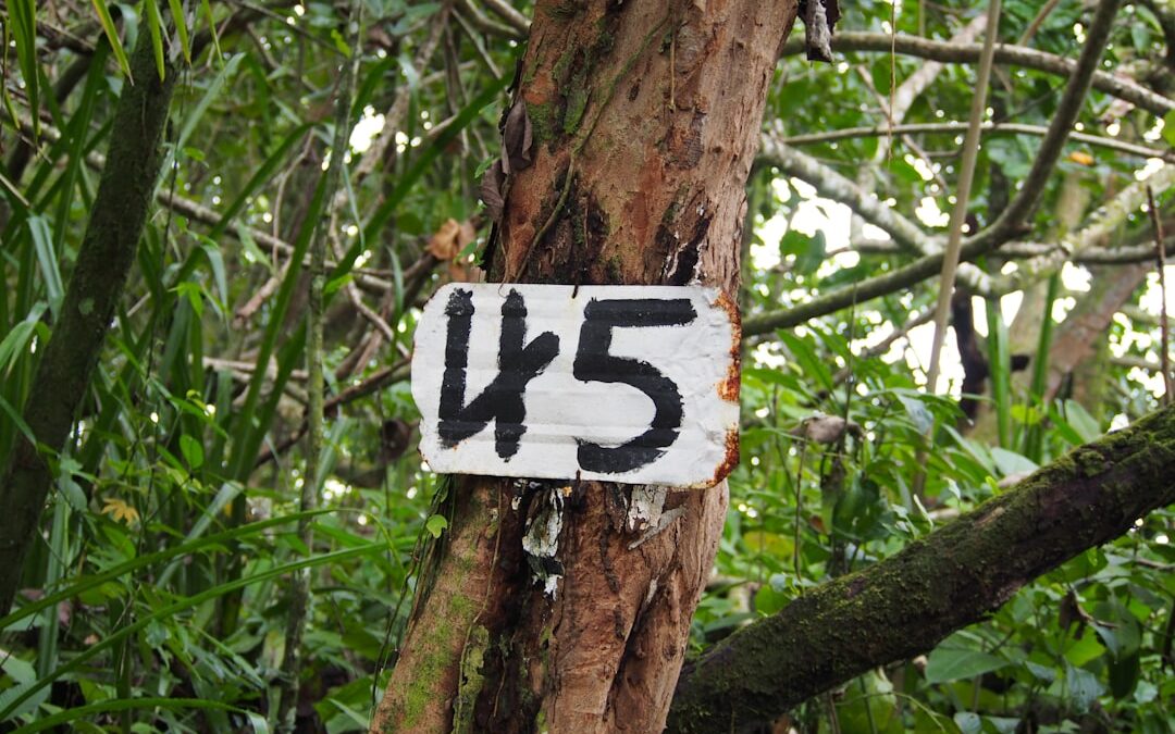 Hoeveel CO2 wordt opgeslagen in regenwoud?