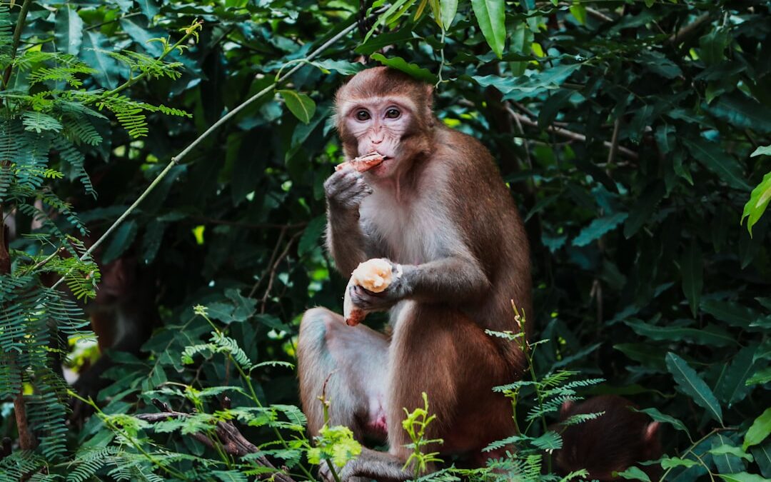 Wat is de intelligentie van een orang-oetan?
