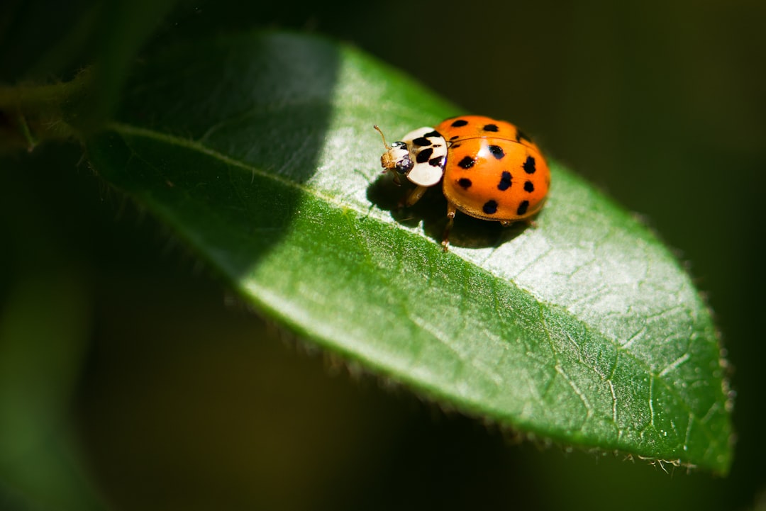 Wat is de waarde van biodiversiteit?
