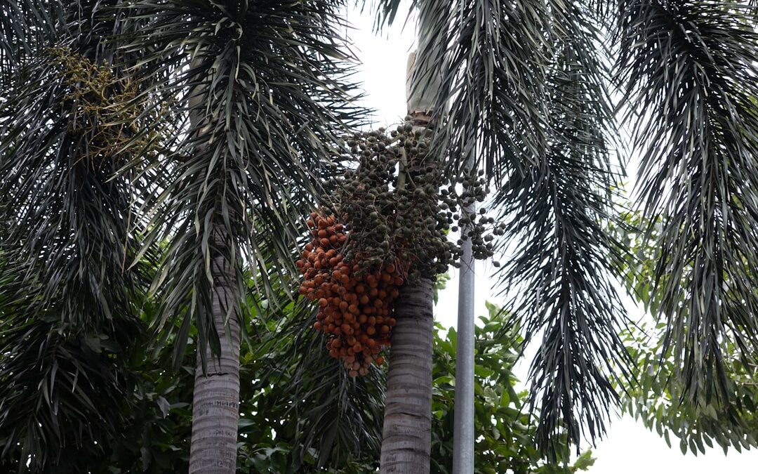 Waarom geen palmolie kopen?