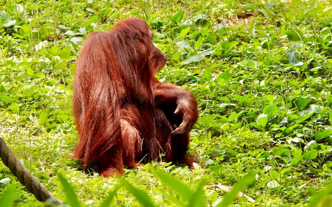 Waarom zijn orang-oetans solitair?