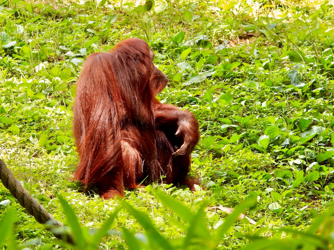 Waarom zijn orang-oetans solitair? Waarom zijn orang-oetans solitair?
