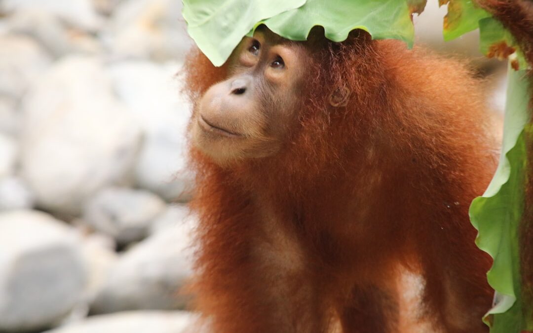 Kun je een orang-oetan knuffel adopteren?