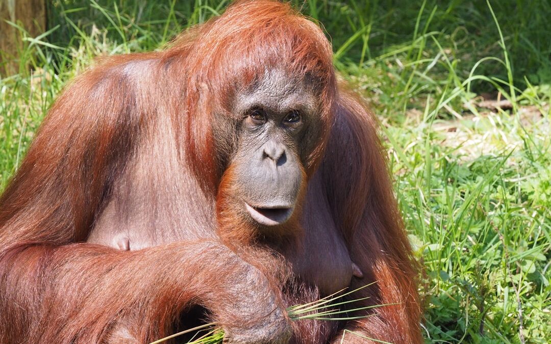 Wat zijn de populairste orang-oetan filmpjes?