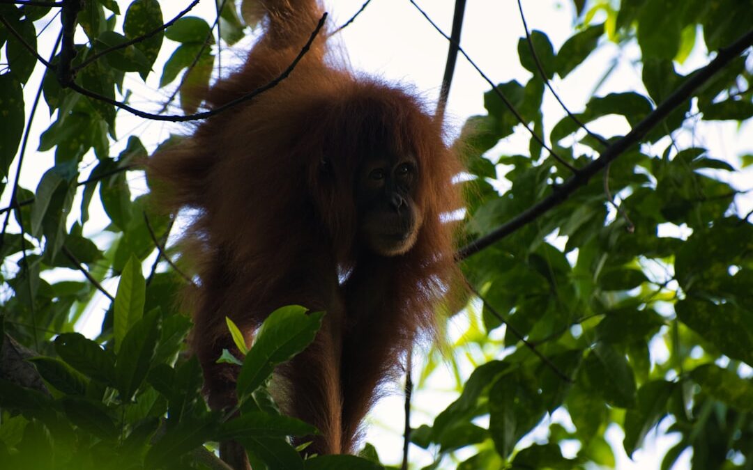 Waar leven orang-oetans op Sumatra?