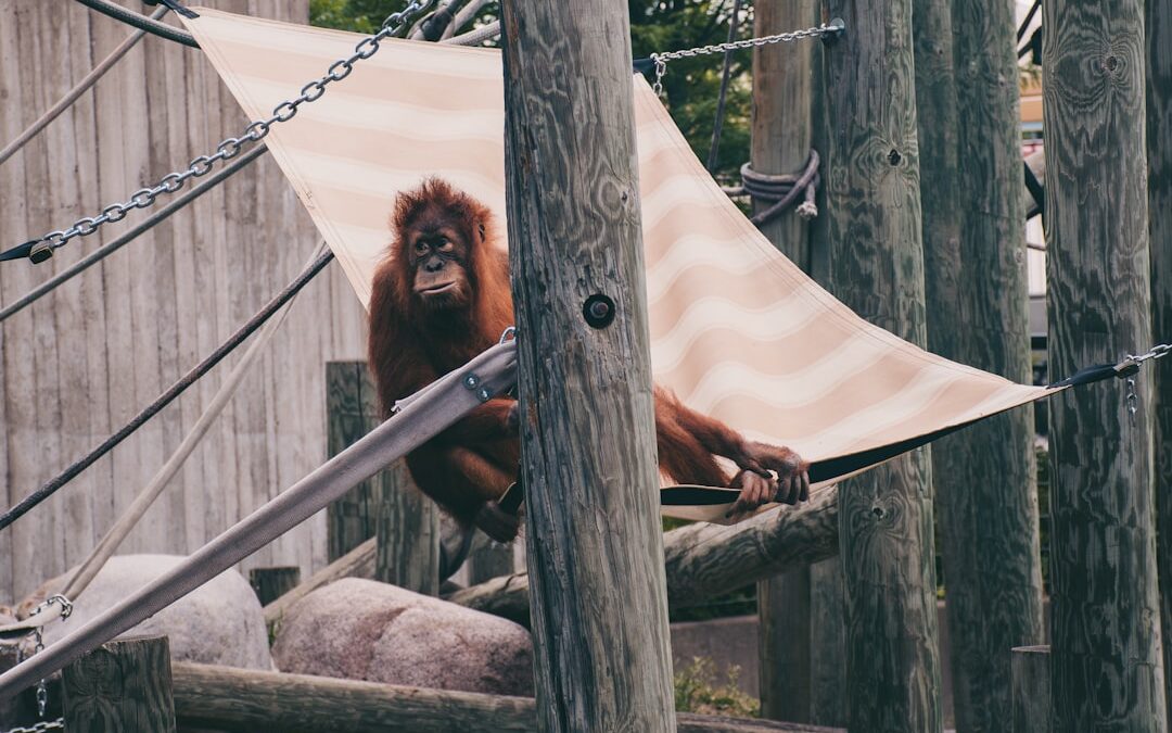 Zijn orang-oetans populair op YouTube?