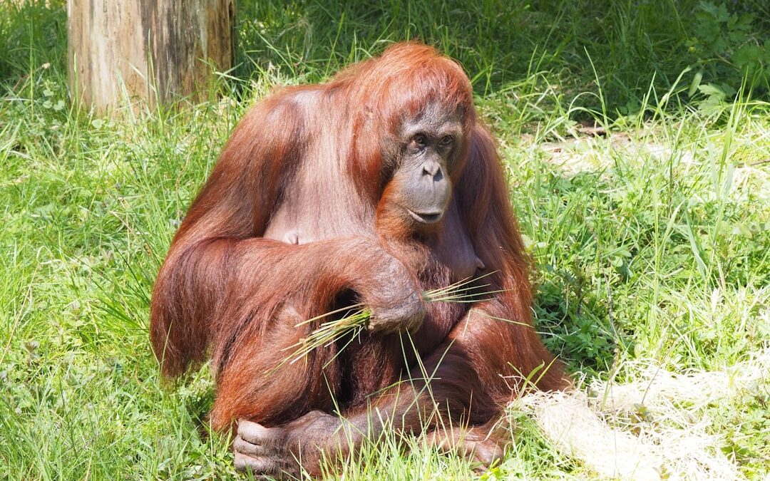 Heeft een orang-oetan een cyclus?