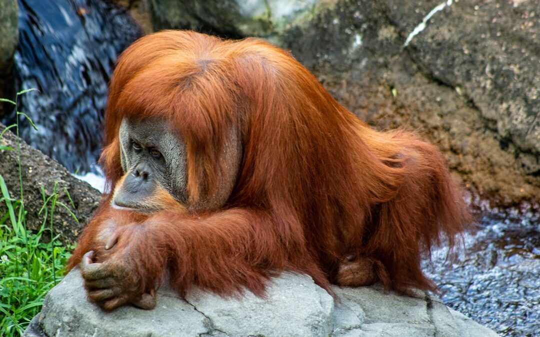 Wat zijn leuke boeken over orang-oetans voor kinderen?