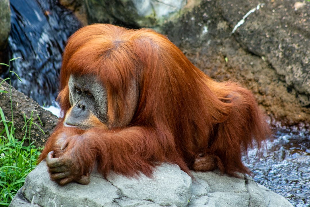 Wat zijn leuke boeken over orang-oetans voor kinderen?