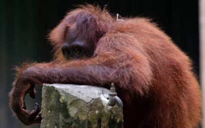 Wat doet een orang-oetan om zich te vermaken?