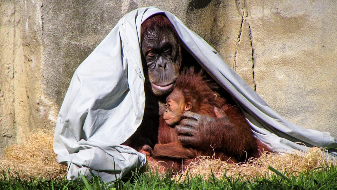 Hoe vaak bouwt een orang-oetan een nieuw nest?